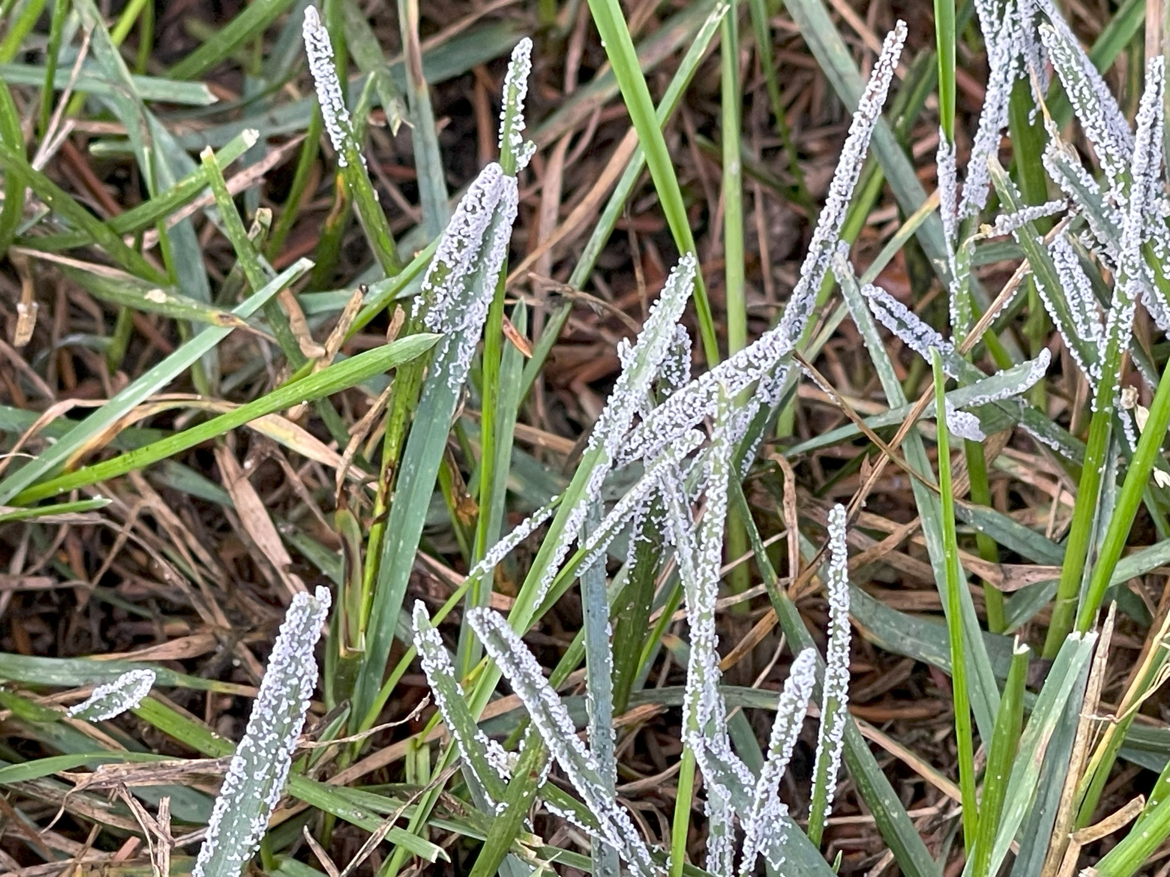 Slime mold on grass.